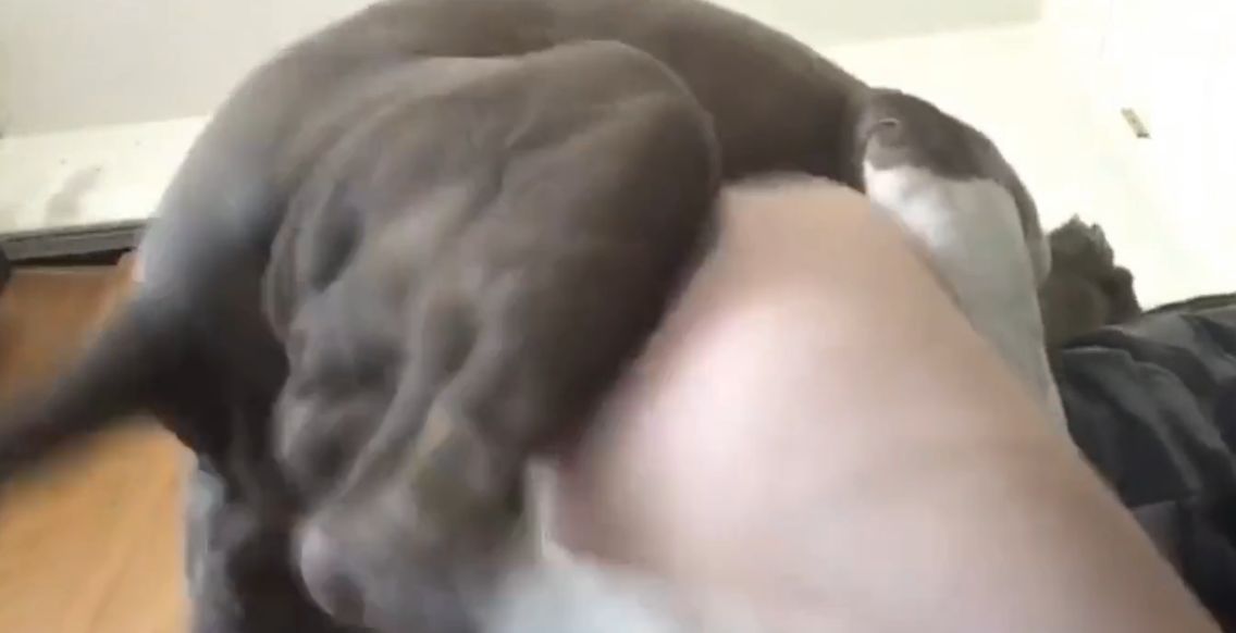 Mi hermana se deja detonar por mi perro